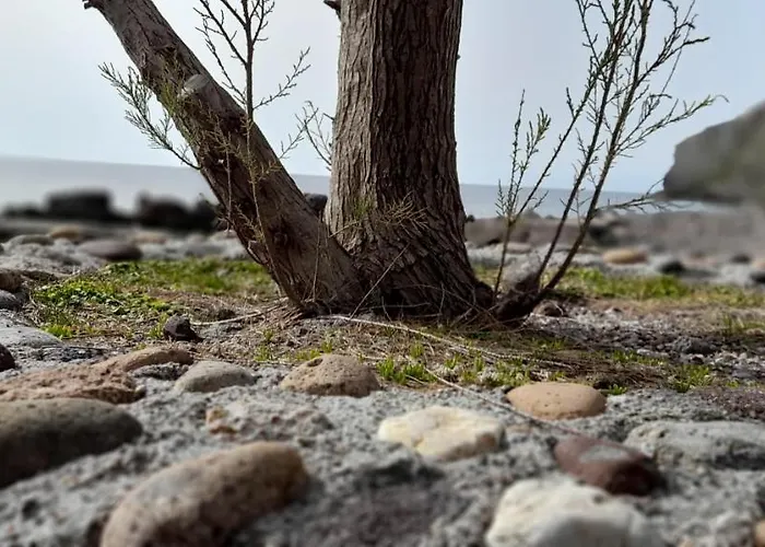 Elia Bed & Breakfast